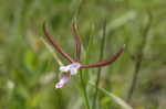 Rosebud orchid